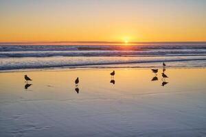 gaviotas en playa atlántico Oceano puesta de sol con surgiendo olas a fonte da telha playa, Portugal foto