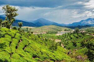 té plantaciones en montañas foto