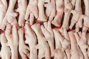 photographic background with clean chicken feet photo