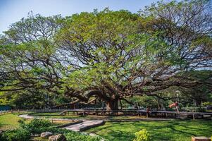 Kanchanaburi.thailand-16.1.2022 unacquainted people Giant Monky Pod Tree kanchanaburi thailand.Over-100-years-old Giant Monkey Pod Tree. photo