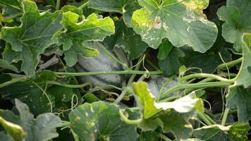 melon frukt mellan löv i en jordbruks plantage på solnedgång video