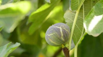 higo Fruta en rama de árbol video