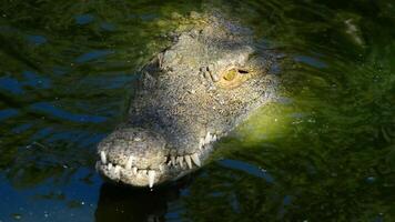 krokodil in de rivier- video