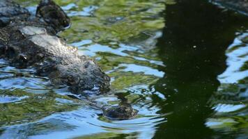 krokodil of alligator in rivier- in natuurlijk park video