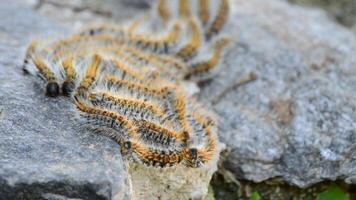 Caterpillars processionary of pines tree in a rock, Thaumetopoea pityocampa video