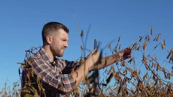 A farmer or agronomist in a field takes a photo of mature soybean stalks on a camera in his cell phone video