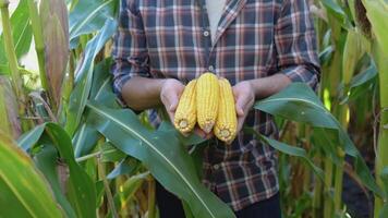 en jordbrukare eller agronom i en majs fält innehar ung öron av majs i hans händer. stänga upp se av händer och majs video