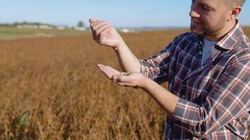 A farmer in the middle of a soybean field examines the grains of a mature plant and pours them from hand to hand video