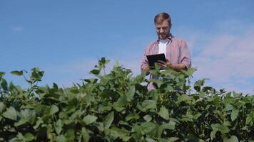 une Jeune agriculteur fait du Remarques dans une tablette à propos le particularités de soja croissance dans le champ video