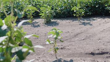 Close up shot of soybean sprouts on an agricultural field. Soybean field ready for harvest, after drought video