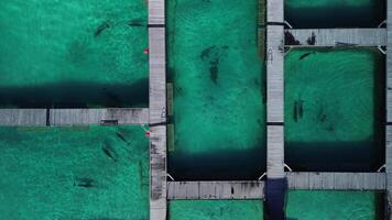 aéreo topo Visão às golfinho piscina estrutura do oceano dentro dominicano república video