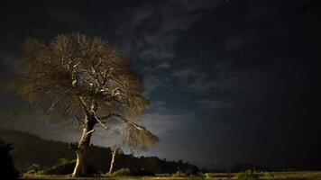 tid upphöra. torr träd på natt mot de bakgrund av de natt himmel och rör på sig moln. video