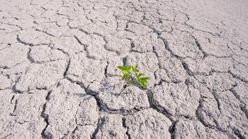 solitario germoglio nel il deserto. siccità e globale riscaldamento. impianti e natura sta morendo. tempo metereologico fenomeno estremo calore e siccità. video