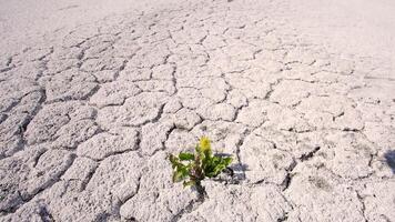 Mens giet water van palmen Aan groen spruit in woestijn. droogte en globaal opwarming. planten en natuur stervende. weer fenomeen extreem warmte en droogte. video