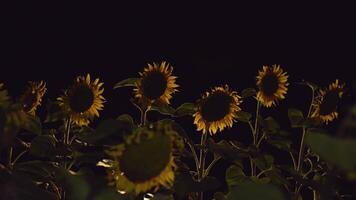 Sunflower field at night. 4K video