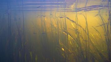 een mystiek visie onderwater- in de rivier- video