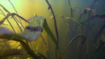 ein mystisch Aussicht unter Wasser im das Fluss video