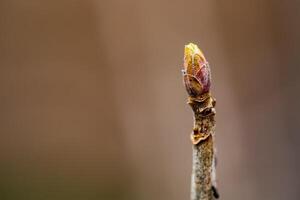 Spring bud thin focus part on blurred background. photo