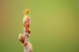 Bud on branch soft focus and blurred green background. Macro photo of a bud plant on a gooseberry.