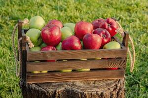 Green and red apples in a wooden box on a stump. Apples on a background of green grass. photo