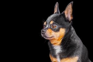 chihuahua tricolor perro. un pequeño adulto perro en un negro antecedentes. retrato de un mascota. animal. foto