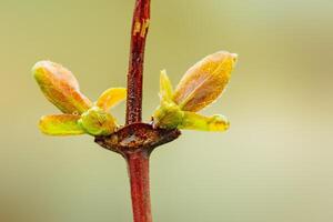 Young green leaves of honeysuckle in spring. photo