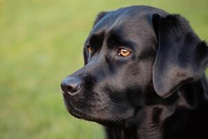 Portrait of a black Labrador retriever dog. A pet, an animal. photo