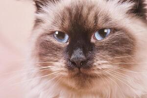 The cat of the Neva masquerade breed is beige and brown. A kitten with blue eyes. photo