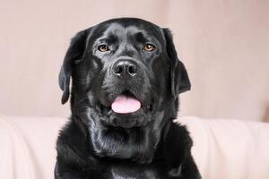 negro perro. Labrador perdiguero en un beige antecedentes. un mascota, un animal. foto