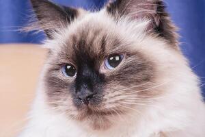 A cat of the Neva Masquerade breed. The kitten is beige with brown coloring. photo