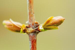 nuevo pequeño verde hojas en un rama. primavera. foto