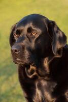 A black dog of the Labrador retriever breed on a background of grass in the light of the sunset. photo