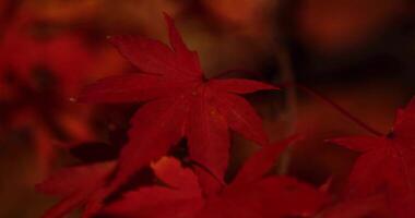 An illuminated red leaves at the traditional garden at night in autumn close up video