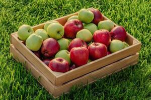 Apples in a wooden box on green grass. Red and green apples, harvest. photo