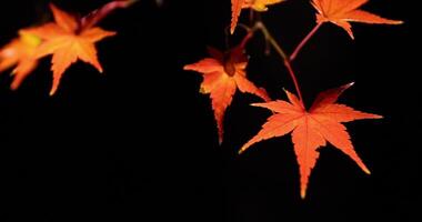 un illuminé rouge feuilles à le traditionnel jardin à nuit dans l'automne proche en haut video