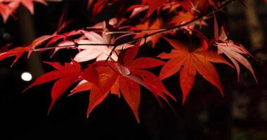 ein beleuchtet rot Blätter beim das traditionell Garten beim Nacht im Herbst schließen oben video