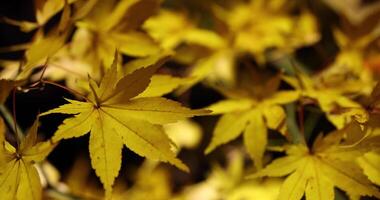 An illuminated yellow leaves at the traditional garden at night in autumn close up video