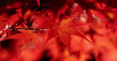 ein beleuchtet rot Blätter beim das traditionell Garten beim Nacht im Herbst schließen oben video