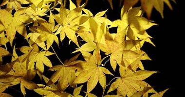 An illuminated yellow leaves at the traditional garden at night in autumn close up video