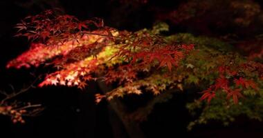 un iluminado rojo hojas a el tradicional jardín a noche en otoño cerca arriba video