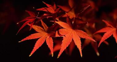 un iluminado rojo hojas a el tradicional jardín a noche en otoño cerca arriba video