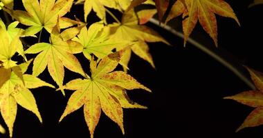 un illuminato giallo le foglie a il tradizionale giardino a notte nel autunno vicino su video