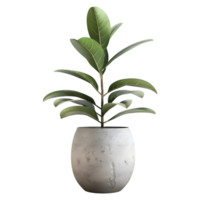 AI generated 3D Rendering of a Green Plant in a Pot on Transparent Background - Ai Generated png