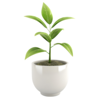 ai généré 3d le rendu de une vert plante dans une pot sur transparent Contexte - ai généré png