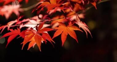 een verlichte rood bladeren Bij de traditioneel tuin Bij nacht in herfst dichtbij omhoog video