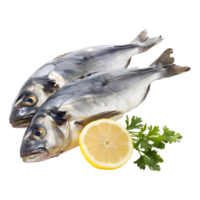 AI generated Fresh Ocean Fish on Transparent background - Ai Generated png