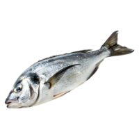 AI generated Fresh Ocean Fish on Transparent background - Ai Generated png