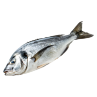 ai genererad färsk hav fisk på transparent bakgrund - ai genererad png