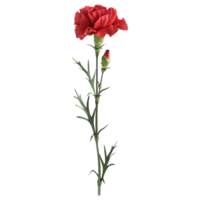 AI generated 3D Rendering of a Carnation Flower on Transparent Background - Ai Generated png