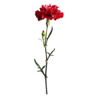 AI generated 3D Rendering of a Carnation Flower on Transparent Background - Ai Generated png